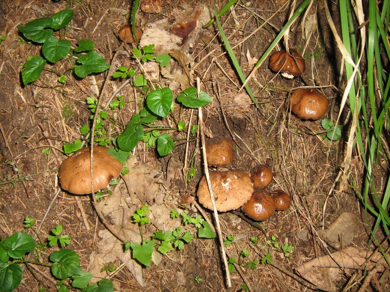 Ancora da Le Piastre (PT)